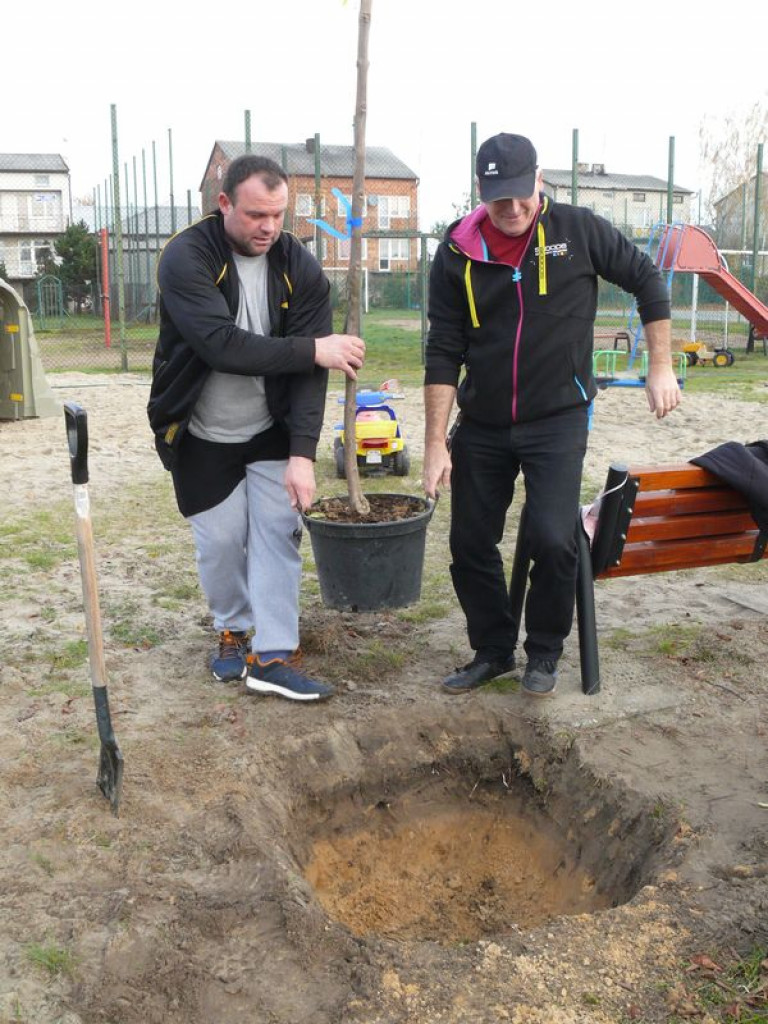 Przybyło drzew na placu zabaw na os. Górki