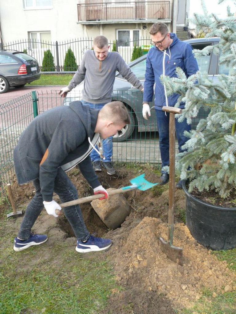 Przybyło drzew na placu zabaw na os. Górki