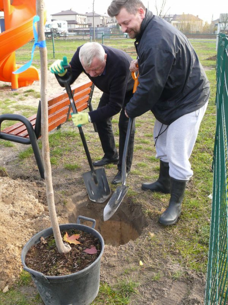 Przybyło drzew na placu zabaw na os. Górki