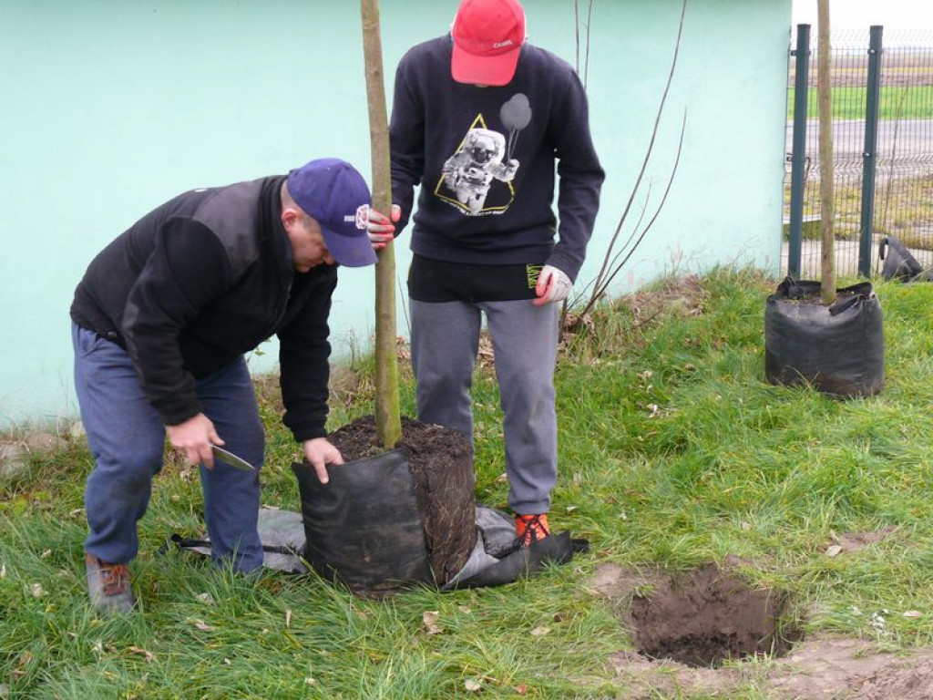 Sadzili drzewa przy OSP w Rogóźnie