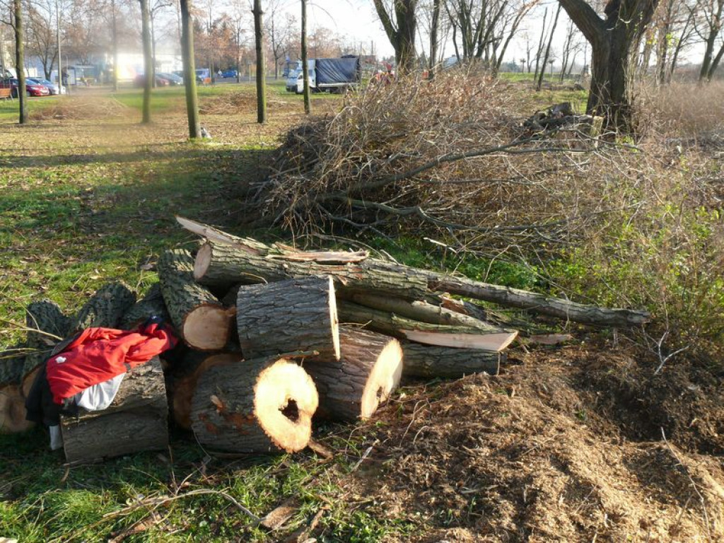 Będzie skwer, drzewa już wycięto