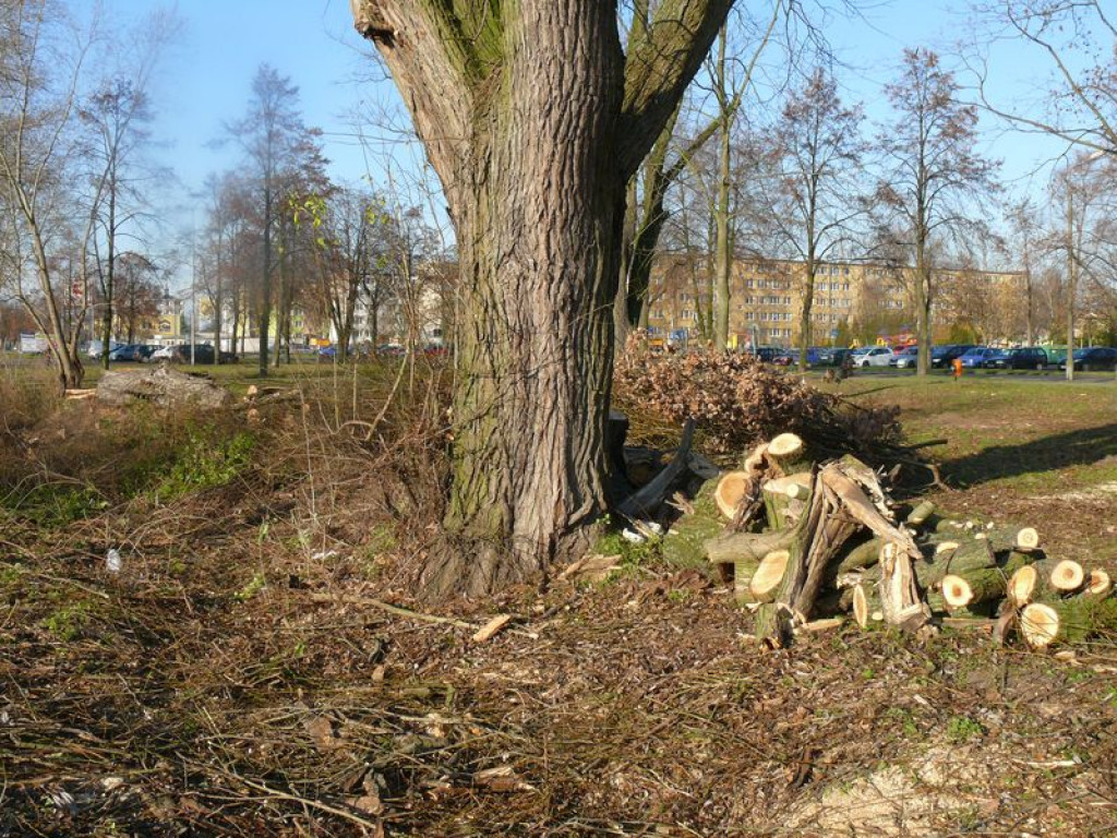 Będzie skwer, drzewa już wycięto