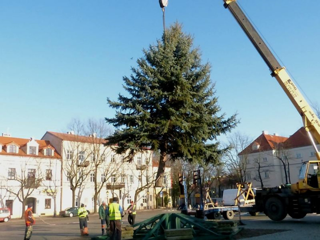 Świerk srebrny już zdobi Stary Rynek