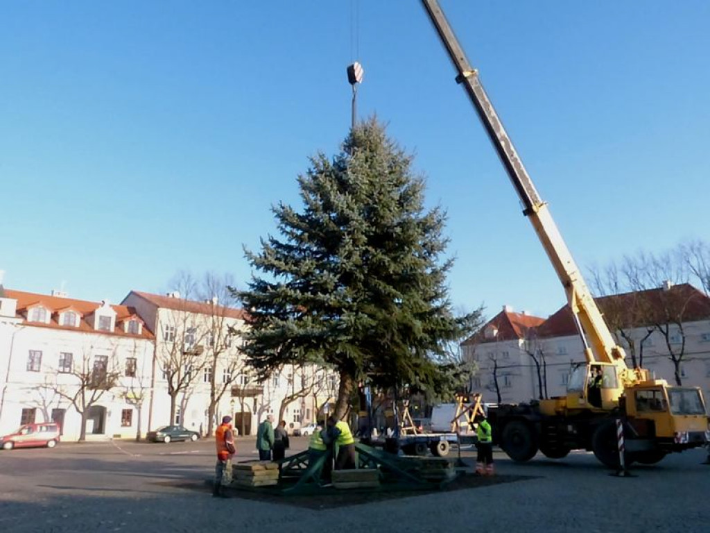 Świerk srebrny już zdobi Stary Rynek