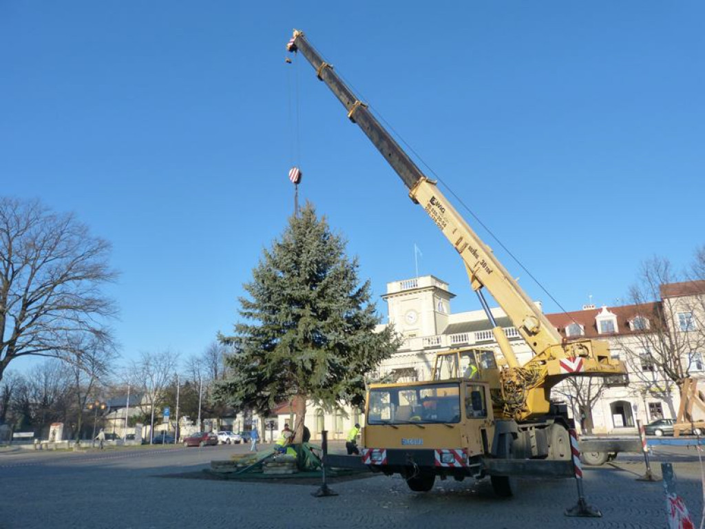 Świerk srebrny już zdobi Stary Rynek
