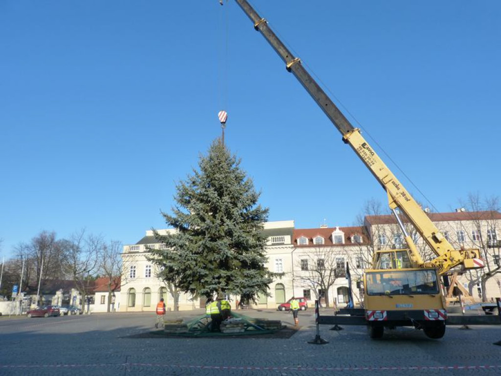 Świerk srebrny już zdobi Stary Rynek