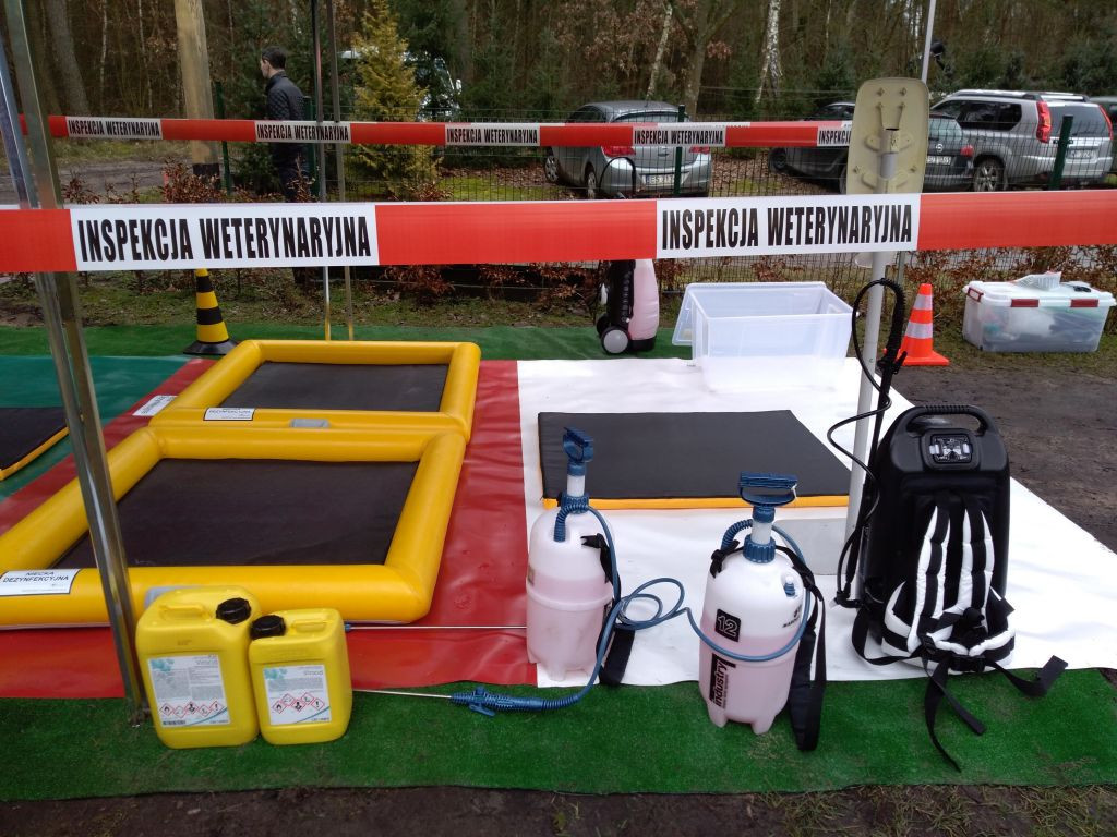 Terytorialsi i leśnicy szukali padłych dzików. Jedno zwierzę trafi do badań