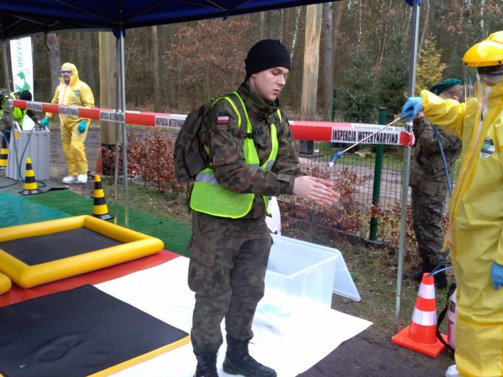 Terytorialsi i leśnicy szukali padłych dzików. Jedno zwierzę trafi do badań