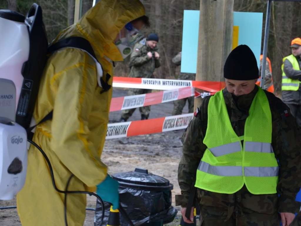 Terytorialsi i leśnicy szukali padłych dzików. Jedno zwierzę trafi do badań