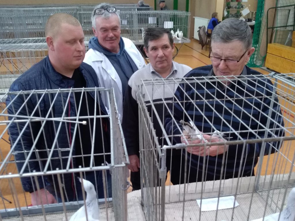 Wystawa gołębi rasowych w Kompinie również w niedzielę