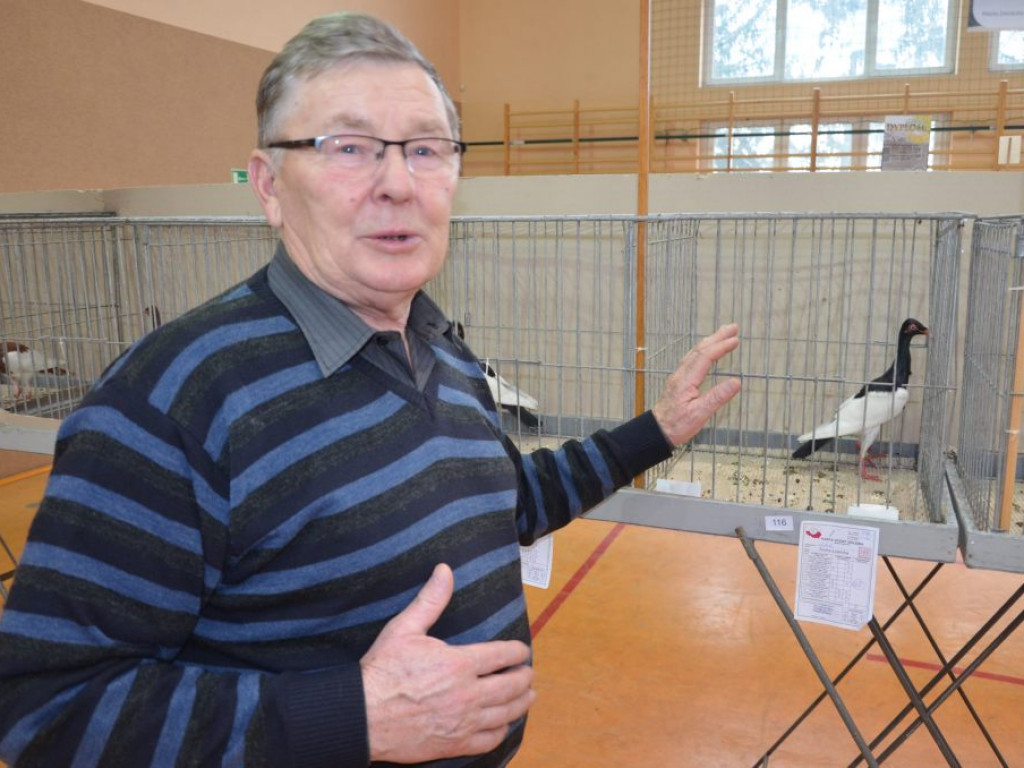 Wystawa gołębi rasowych w Kompinie również w niedzielę