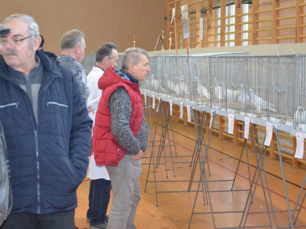 Wystawa gołębi rasowych w Kompinie również w niedzielę