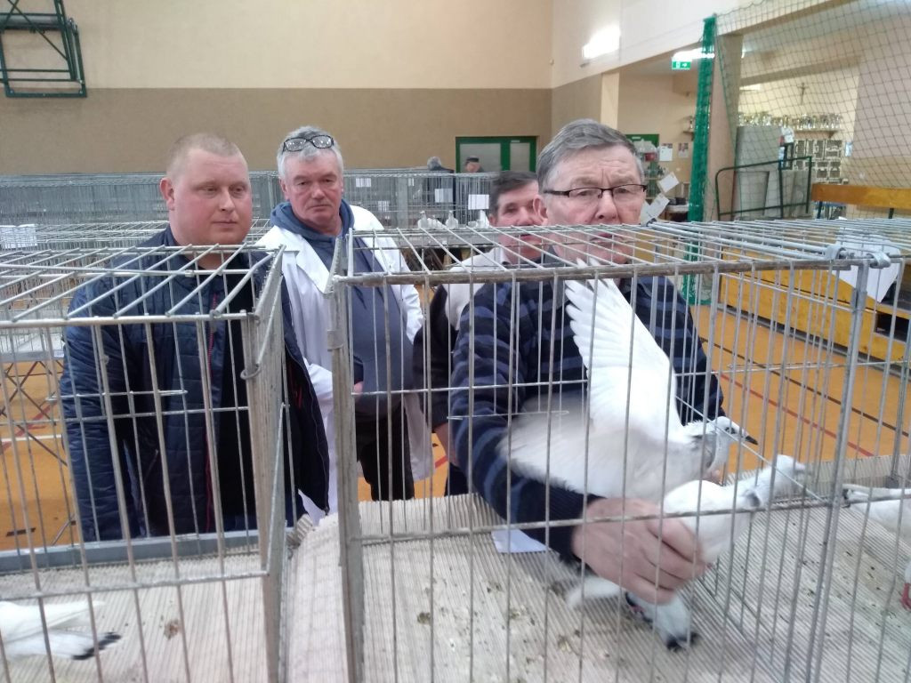 Wystawa gołębi rasowych w Kompinie również w niedzielę