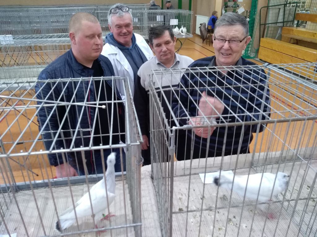 Wystawa gołębi rasowych w Kompinie również w niedzielę