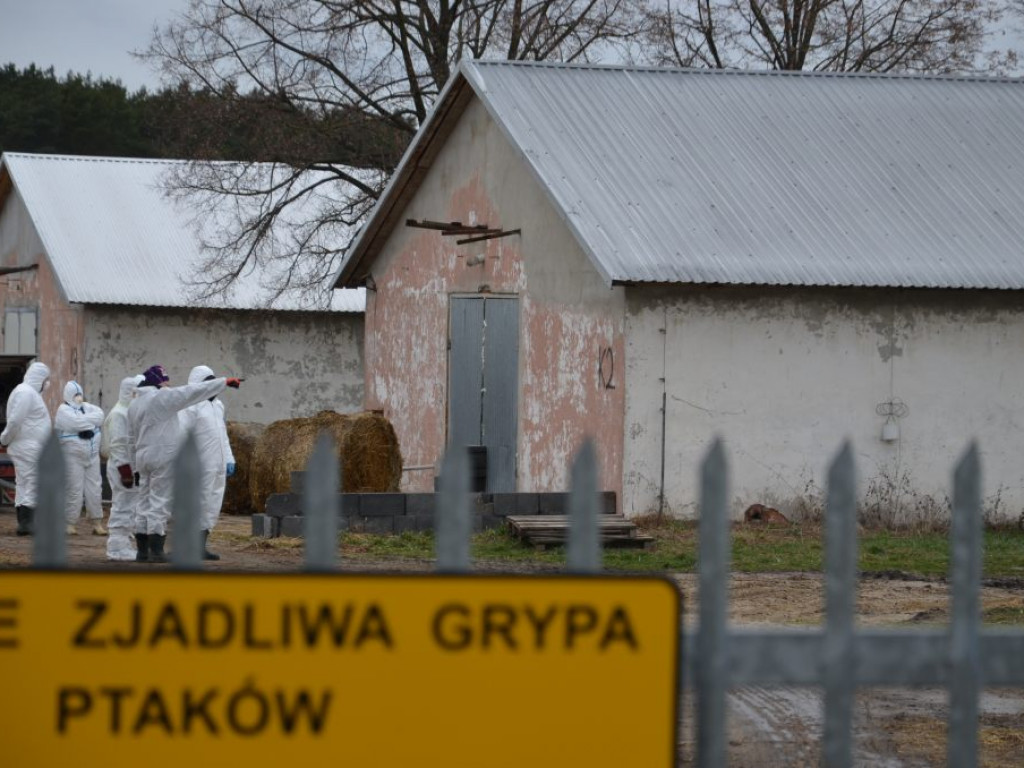 Ptasia grypa w Skaratkach: zagazowano 40 tysięcy kaczek [zdjęcia, filmy]