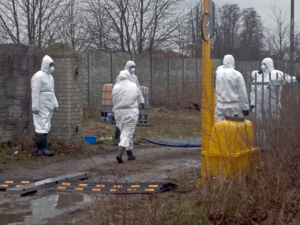 Ptasia grypa w Skaratkach: 40 tys. martwych kaczek będzie dzisiaj zutylizowanych