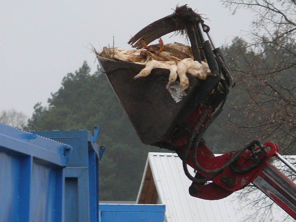 Ptasia grypa w Skaratkach: 40 tys. martwych kaczek będzie dzisiaj zutylizowanych