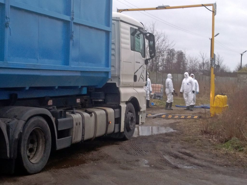 Ptasia grypa w Skaratkach: 40 tys. martwych kaczek będzie dzisiaj zutylizowanych