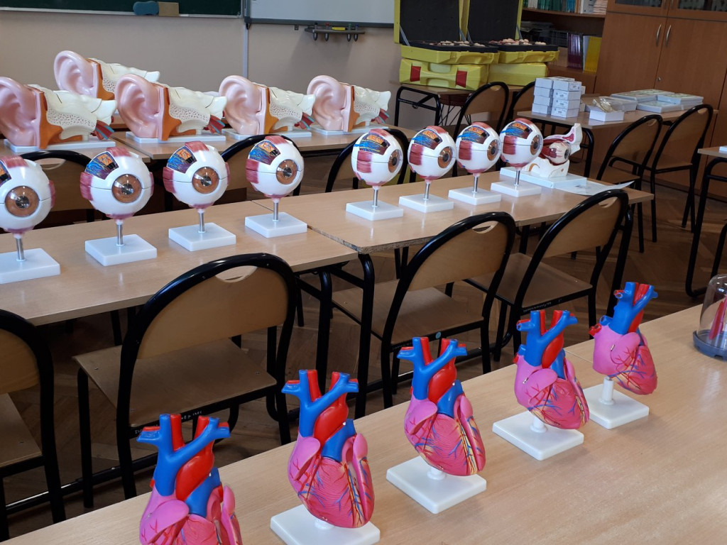 Serce, płuca i oko - modele anatomiczne dotarły do I LO