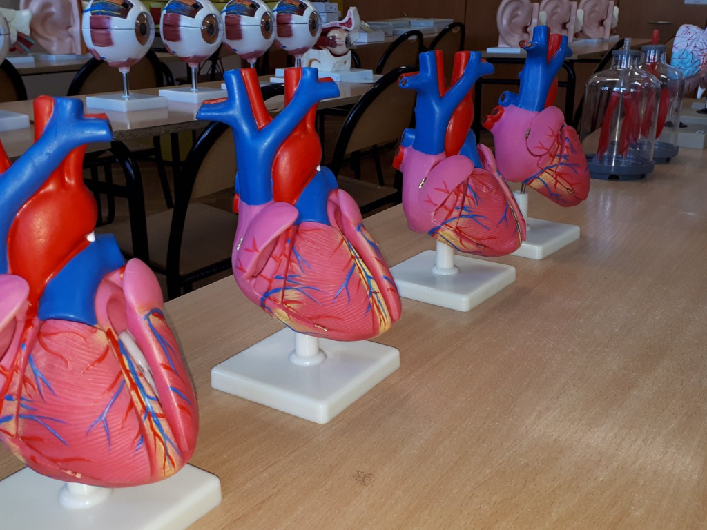 Serce, płuca i oko - modele anatomiczne dotarły do I LO