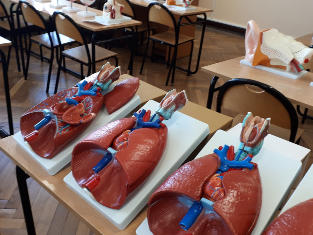 Serce, płuca i oko - modele anatomiczne dotarły do I LO