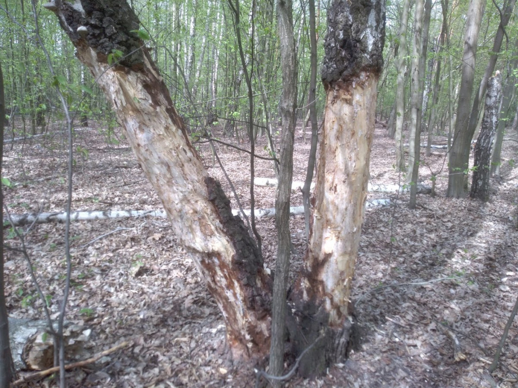 Nieznany sprawca obdziera brzozy z kory w głowieńskim lesie