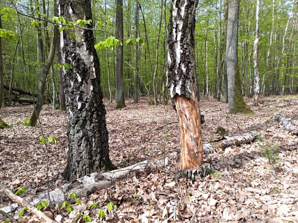 Nieznany sprawca obdziera brzozy z kory w głowieńskim lesie