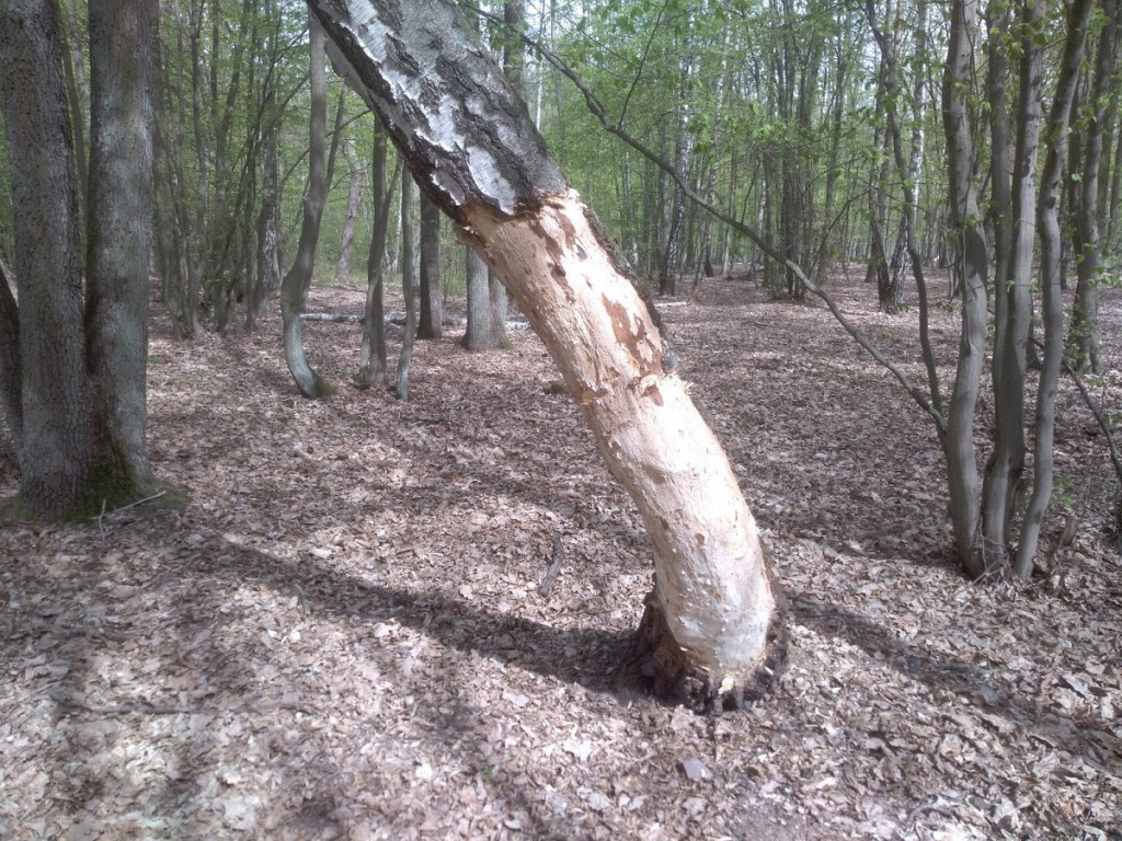 Nieznany sprawca obdziera brzozy z kory w głowieńskim lesie