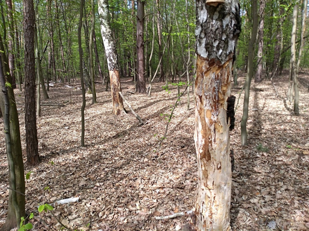 Nieznany sprawca obdziera brzozy z kory w głowieńskim lesie