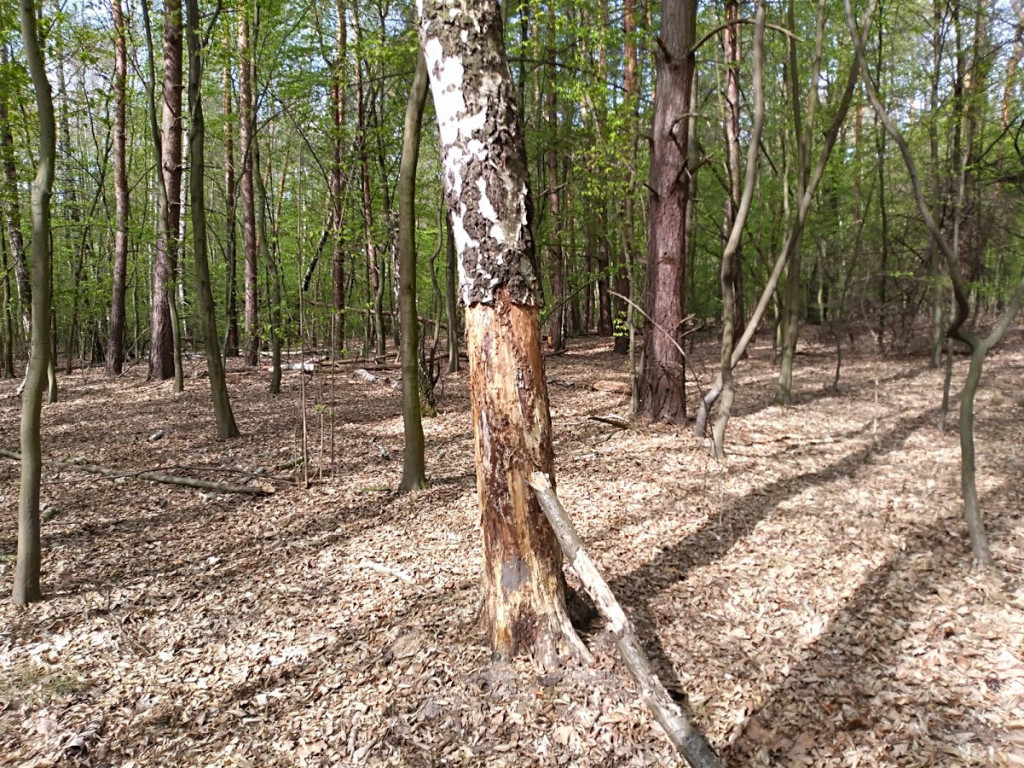 Nieznany sprawca obdziera brzozy z kory w głowieńskim lesie