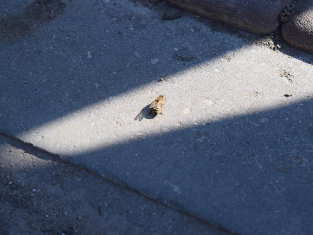 Dlaczego w Zabostowie Dużym padają pszczoły?