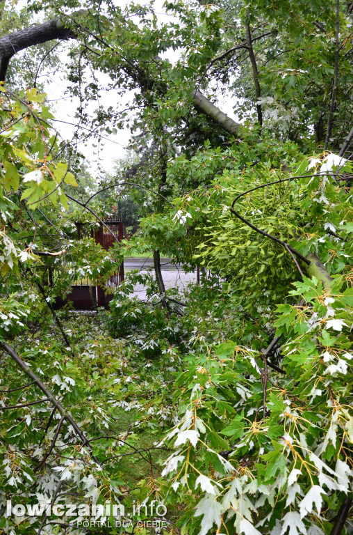Niejasna przyczyna połamania konarów