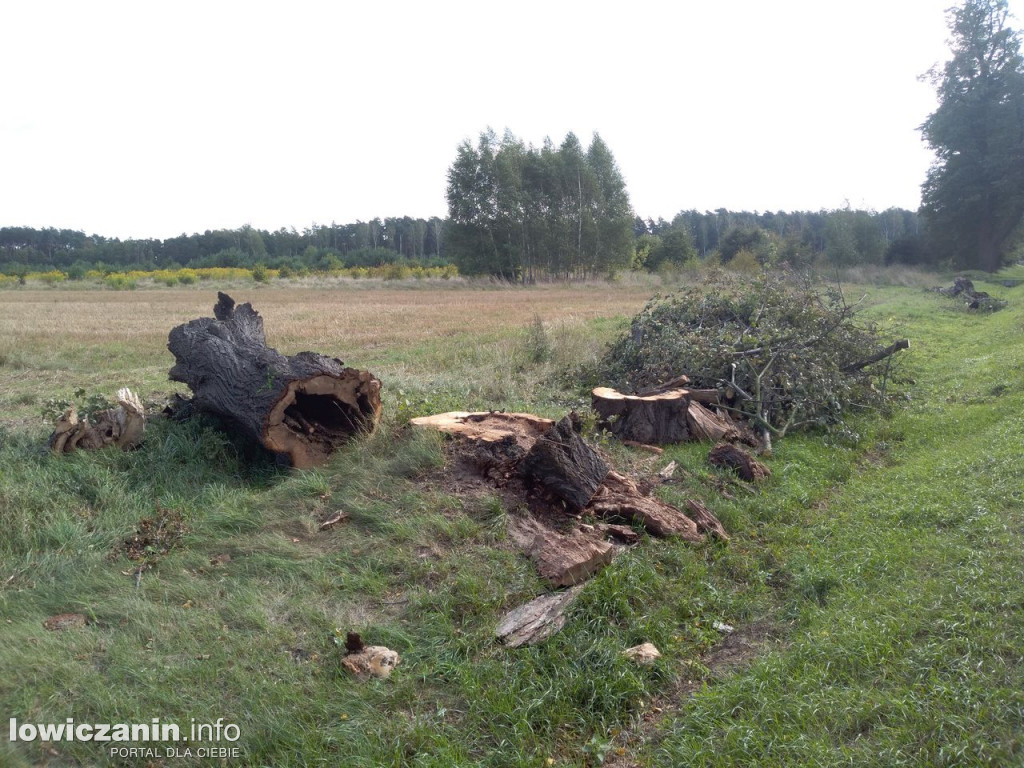Tną 200-letnie drzewa zabytkowej alei