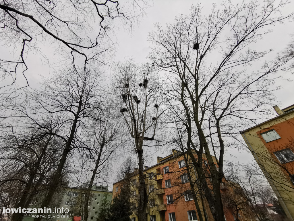 Przycinka drzew na osiedlach ŁSM
