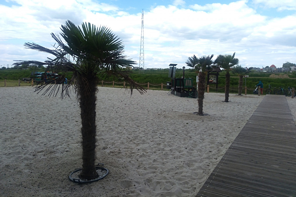 Na plażę nad Bzurą wróciły palmy!