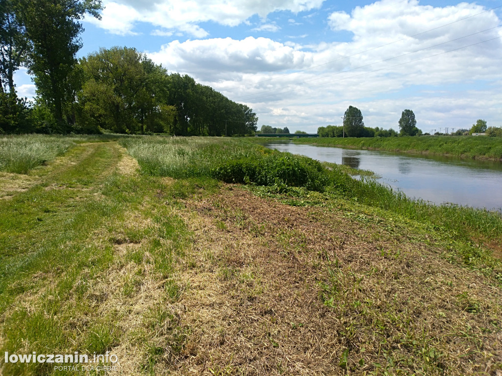 Na plażę nad Bzurą wróciły palmy!