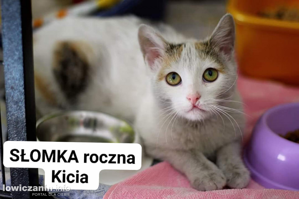 Kocięta czekają na nowe domy