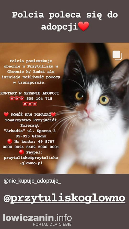 Kocięta czekają na nowe domy