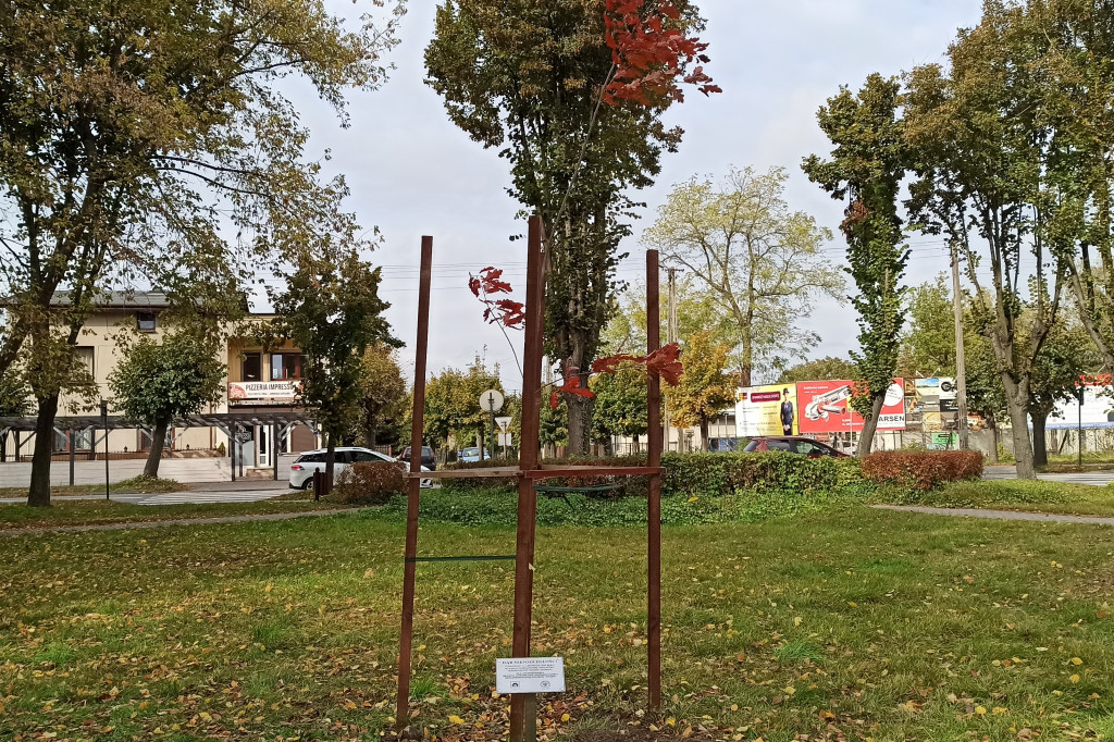 Stary, nowy Dąb Niepodległości