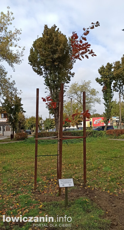 Stary, nowy Dąb Niepodległości