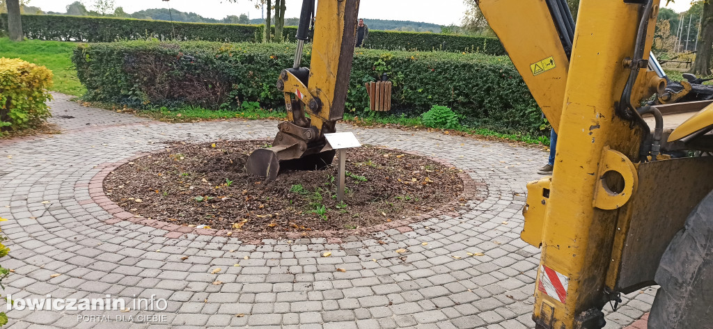 Stary, nowy Dąb Niepodległości