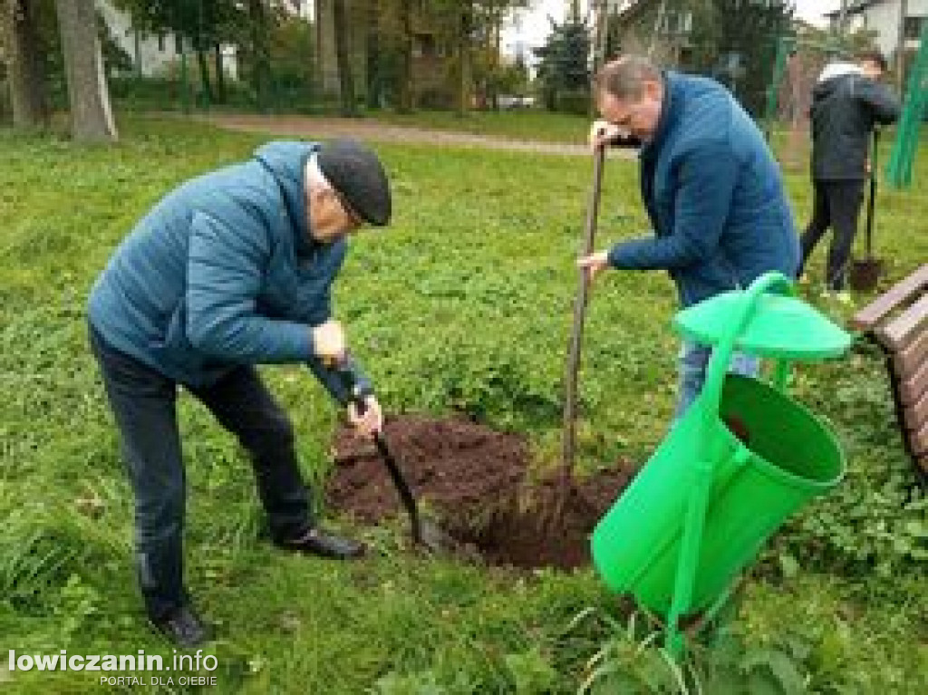 Sadzenie drzew na placu zabaw przy ul. Włókienniczej