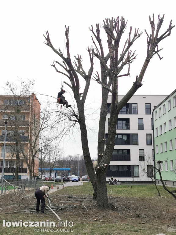 Pielęgnacja drzew na os. Bratkowice