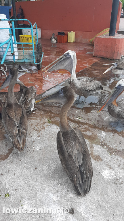 Łowiczanin na Galapagos