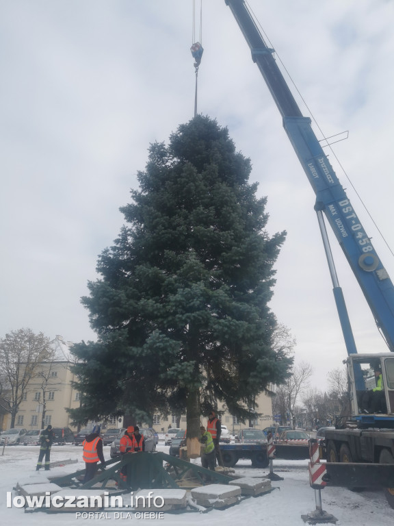 Choinka dotarła na Stary Rynek w Łowiczu