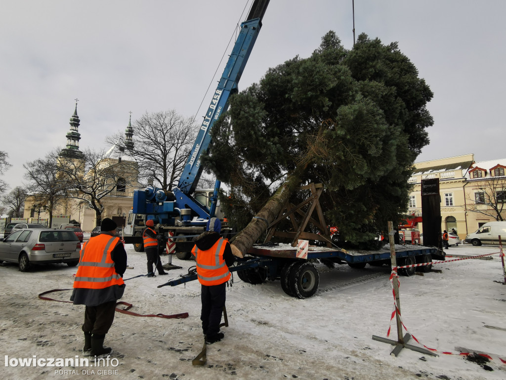 Choinka dotarła na Stary Rynek w Łowiczu