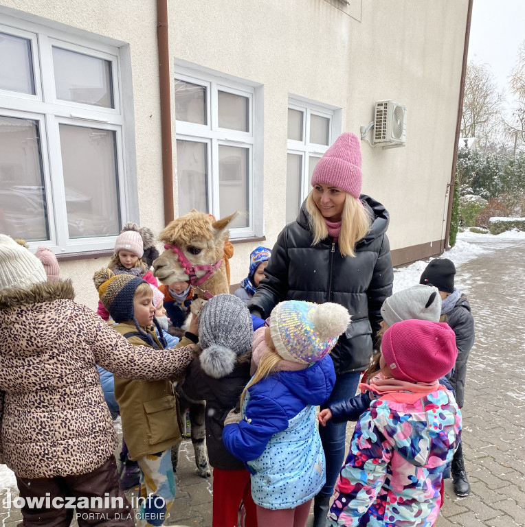 Spotkanie z alpakami w Przedszkolu w Popowie
