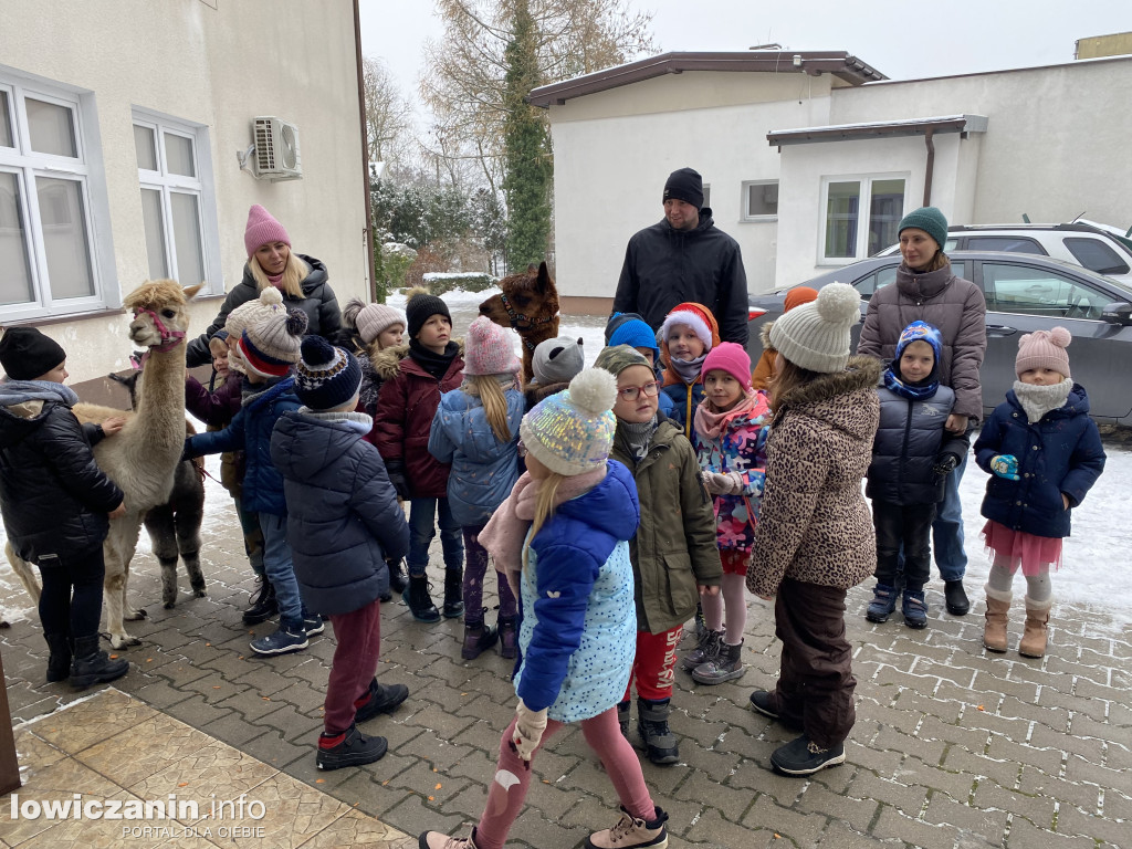 Spotkanie z alpakami w Przedszkolu w Popowie