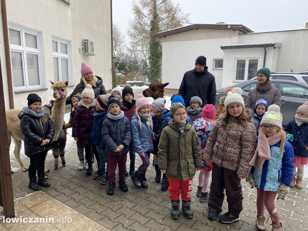 Spotkanie z alpakami w Przedszkolu w Popowie