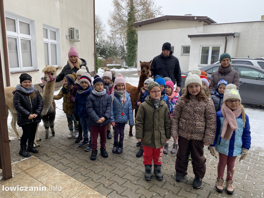 Spotkanie z alpakami w Przedszkolu w Popowie